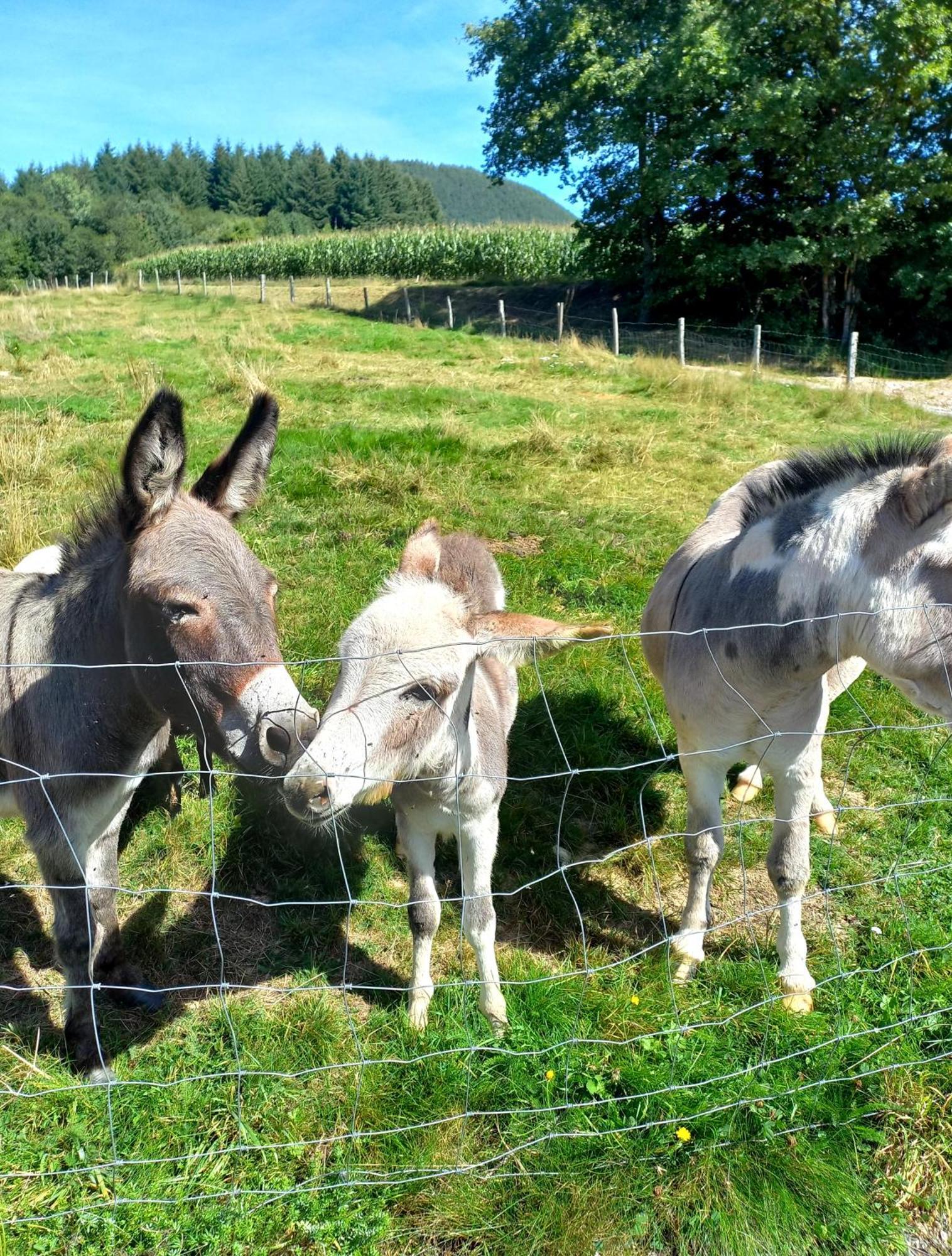 La Petite Ferme Villa La Chapelle  Kültér fotó